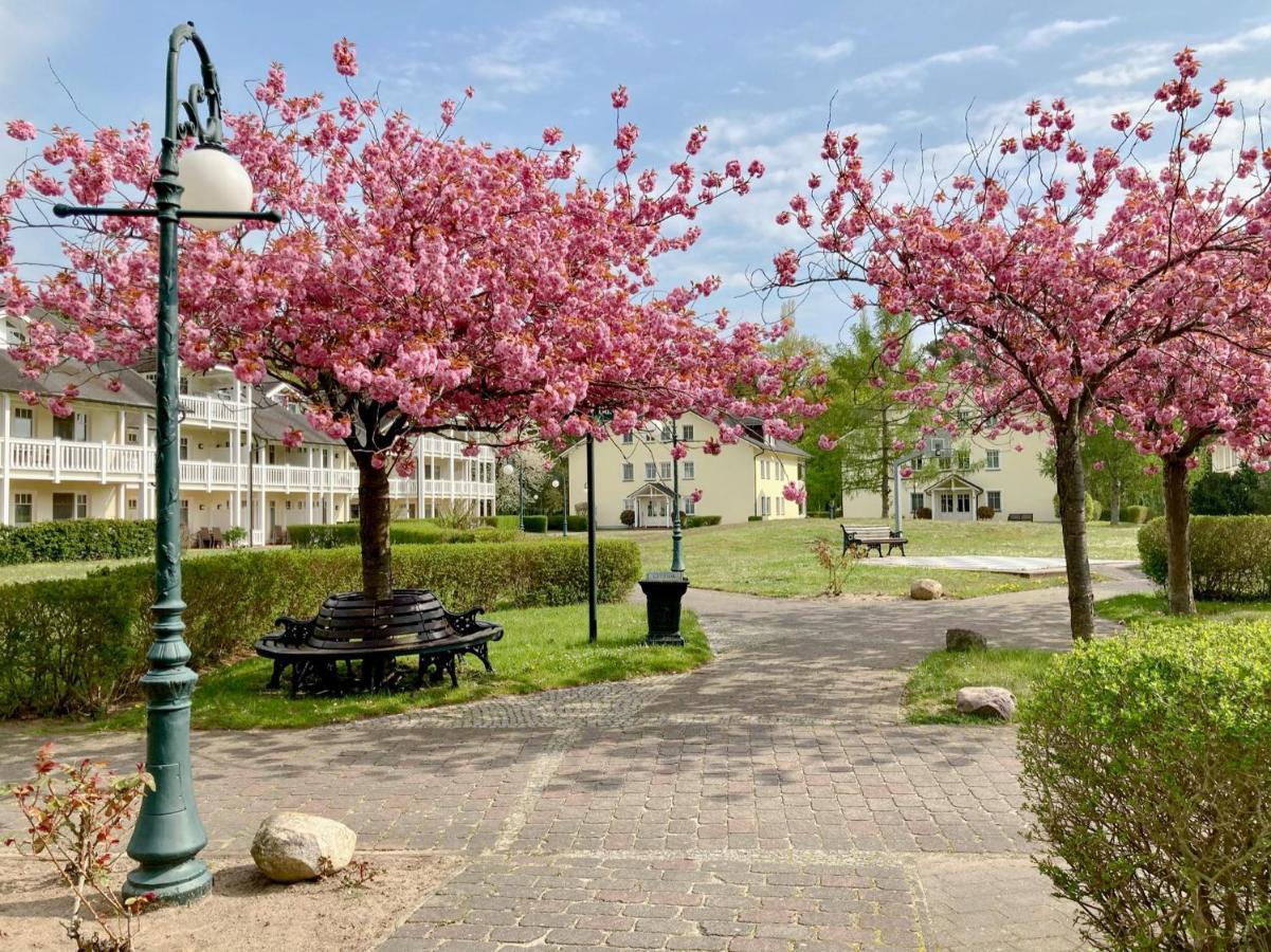 Duenenpark Binz - Wg 40 "Treibgut" Appartement Buitenkant foto